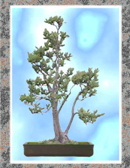 Madro�o, 84 x 60 cm. (alto x ancho)
