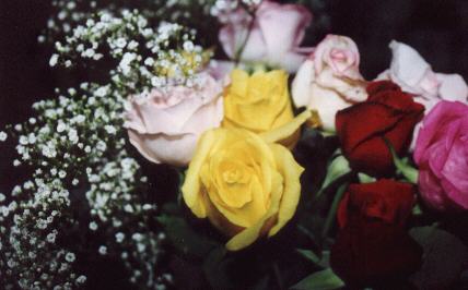 My roses
