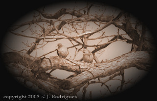 a pair of mourning doves