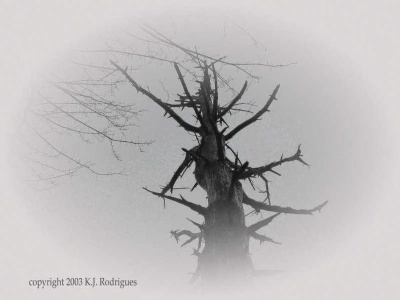 The Old Tree in The Woods