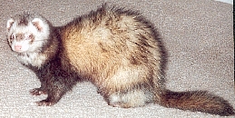 Alex the winking ferret!