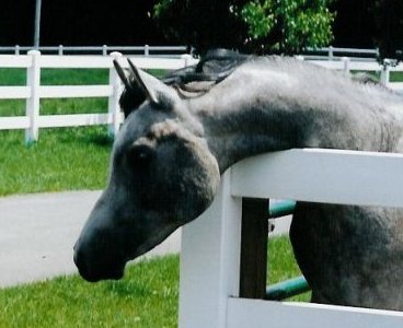 beau