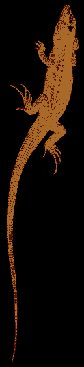lizard