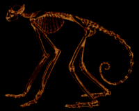 monkey