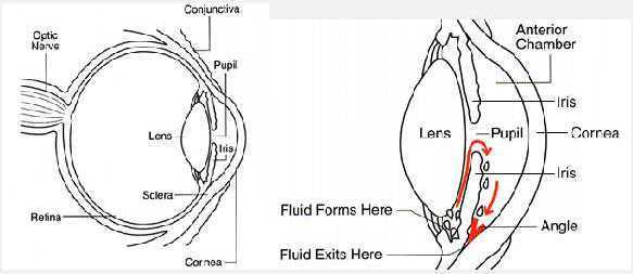 structure of the eye