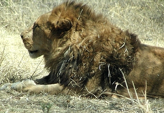 León , el "rey"