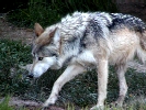 Lobo Mexicano