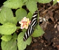 hay un mariposario