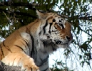 Tigre de Bengala