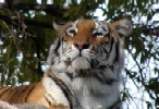 Tigre de Bengala