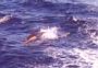 delfin