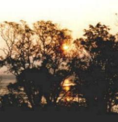 [view]