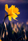 Daffodils