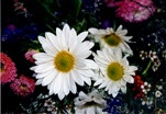 Les Fleurs