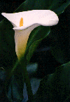 Lilly