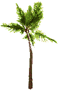 palmtree