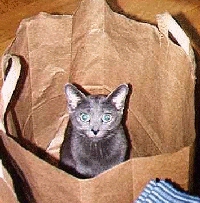 Bild av min katt... Modesty Blaise