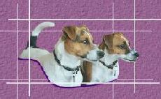 Biscuit & Spikes Home Page