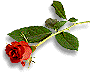 iFlowers