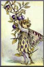 Sloe Fairy