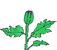 flower1.gif (13840 octets)