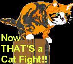 Ho-hum, another cat fight