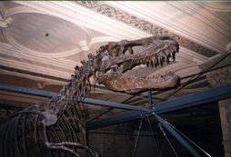 Albertosaurus