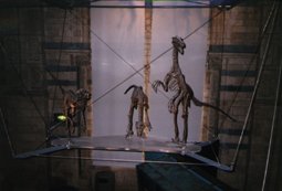Dromacosaurus