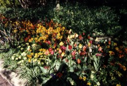 Nash House Gardens