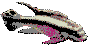 Krib(Aquaria & Tropical fish)