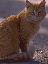Tabby cat