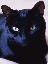 Black cat