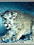 lioness