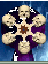 Six skulls