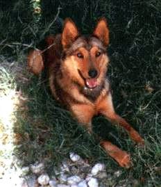 benji2.jpg (29399 bytes)