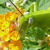 Grasshopper: Tasty flowers