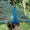 A handsome Peacock