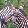 Zebra: Kiss and hugs