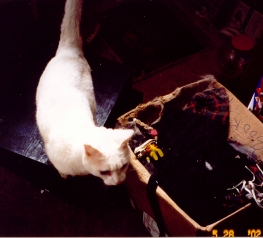 Kisa right after the fire