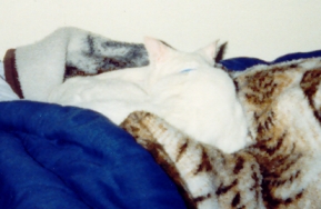 Kisa sleeping in my bed, 1999