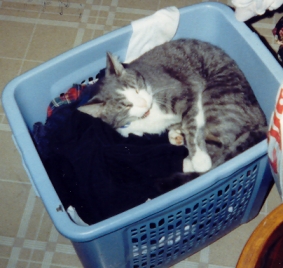 Morgue sleeping in my hamper