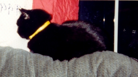 Shadow and her yellow flea collar