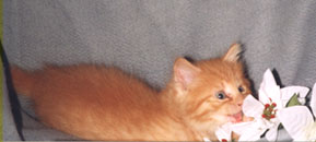 looks like I just found dinner!