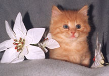 someone wants my attention