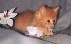 I see someone's feet!