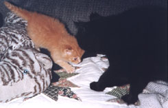 It's big and black!  Help!