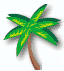 Palm Tree
