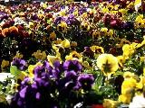 Field of Flowers