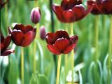 Blooming Flowers