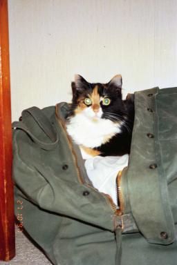 He's a fisherman, there HAS to be a fish someplace in here